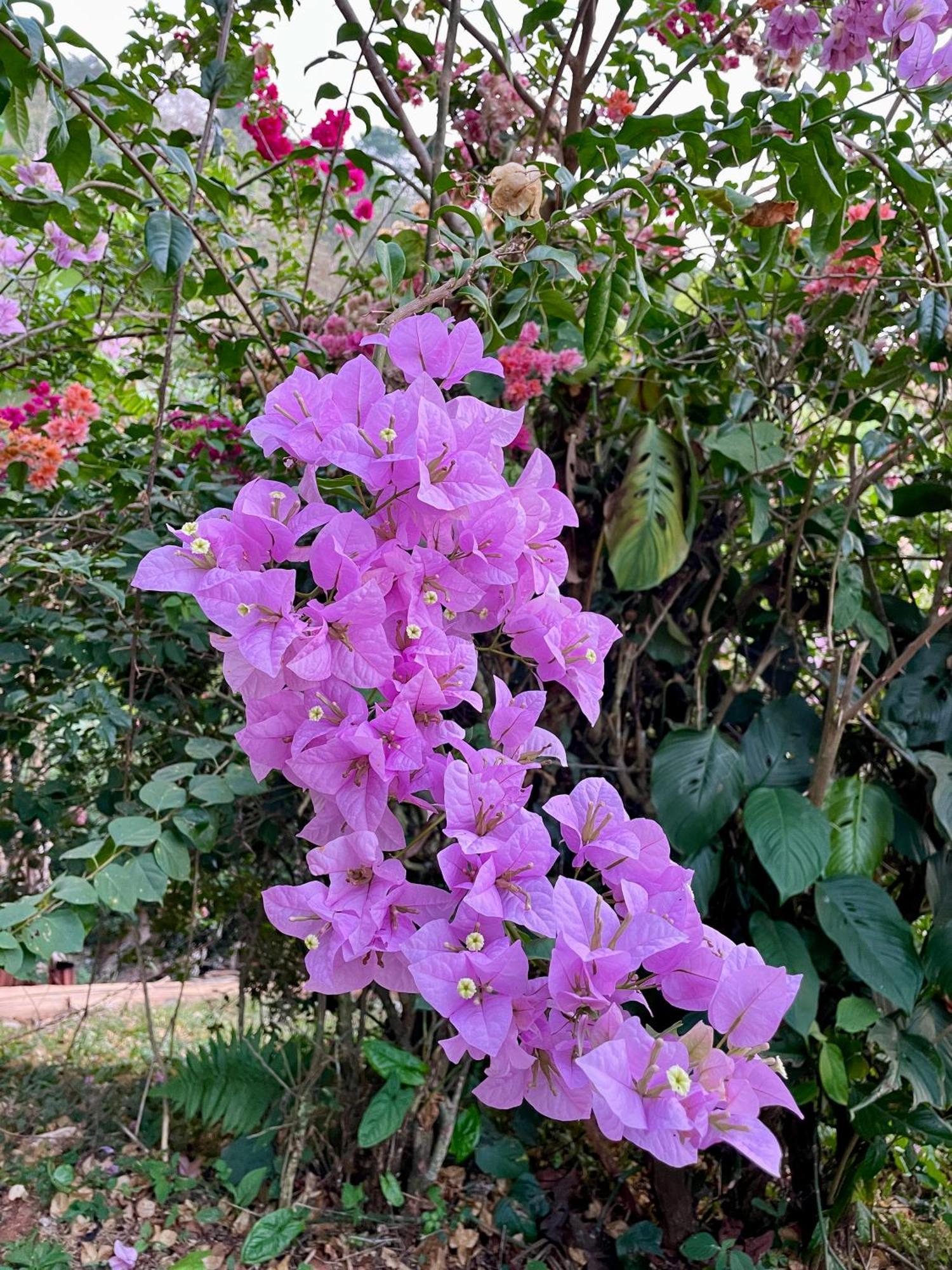 Casa Paraiso Tropical ปาร์ริตา ภายนอก รูปภาพ